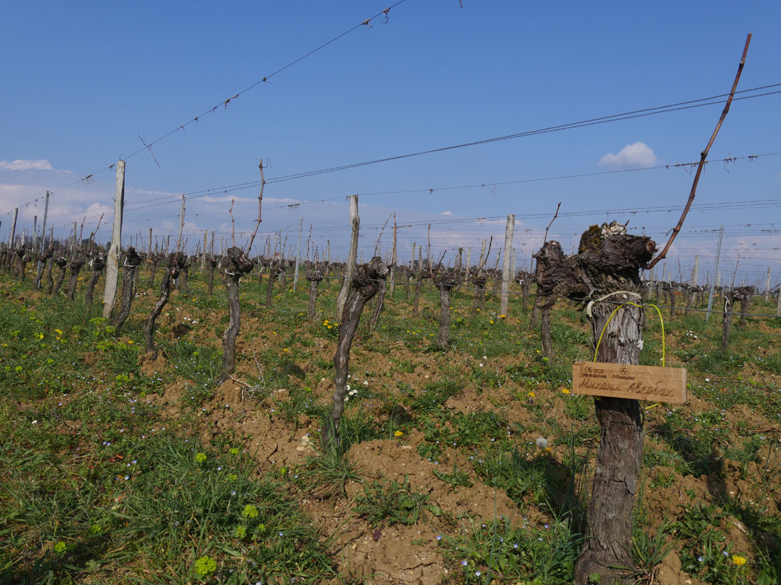 Виноградник на урожай